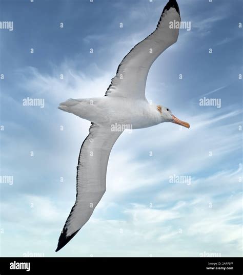 Wandering albatross wingspan hi-res stock photography and images - Alamy