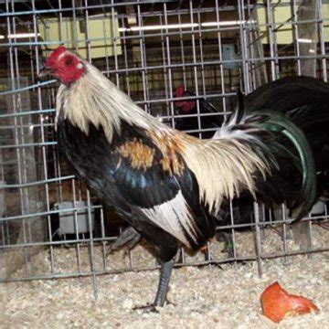 10 Breeds of Chickens for Farms