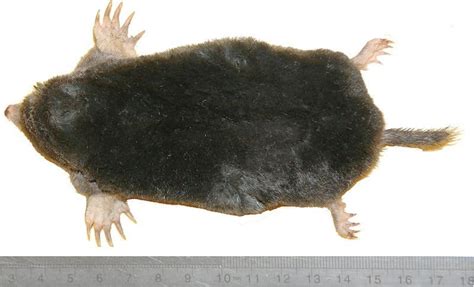 Picture 4 of 4 - Mole (Talpidae) Pictures & Images - Animals - A-Z Animals