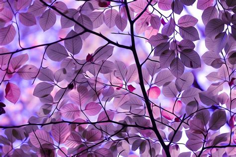 Purple Leaves: An Artistic HD Wallpaper Experience