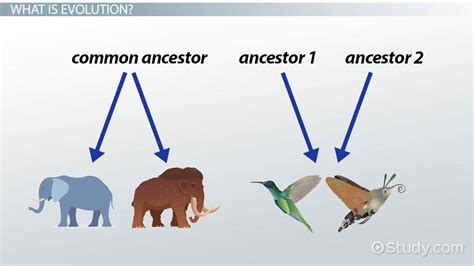 Divergent & Convergent Evolution | Comparison & Examples - Lesson | Study.com