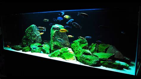 African Cichlid Tank Decoration Ideas | Shelly Lighting