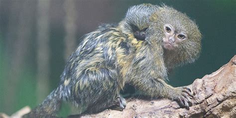 Marmoset Monkey