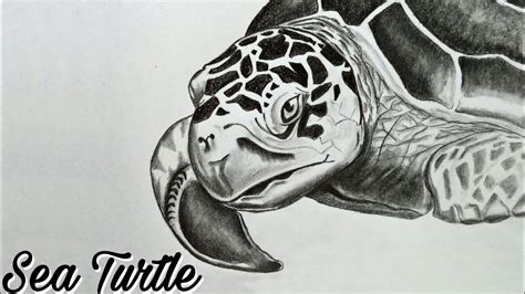 Realistic Turtle Drawing Images Hillberry drawing realistic textures 1x ...