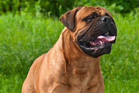 Bullmastiff - Health, History, Appearance, Temperament & Maintenance