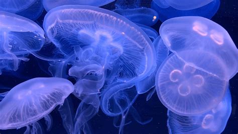 Raising Baby Moon Jellies - CRITTERFACTS