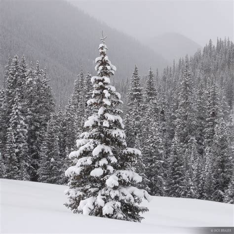 Snowy Tree | San Juan Mountains, Colorado | Mountain Photography by ...