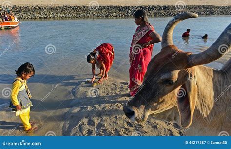 Sacred Cow editorial photography. Image of children, lowtide - 44217587