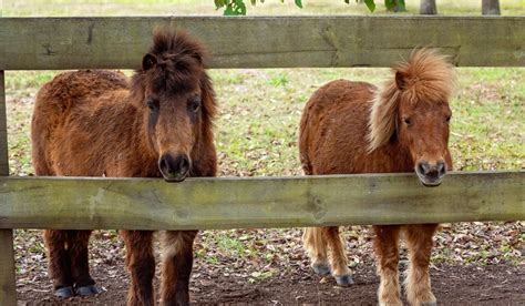 How Much Do Miniature Horses Cost - Helpful Horse Hints