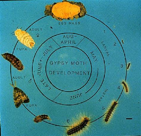 SERAMBO - Southern Appalachian Biological Control Initiative Workshop - Biological Control of ...