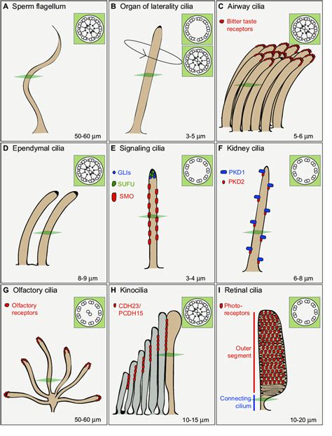 Diversity of cilia types in vertebrates. Examples of different... | Download Scientific Diagram