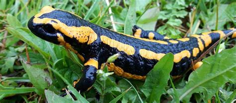 The Fire Salamander | Critter Science