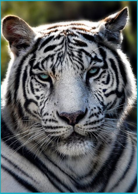 White Bengal Tiger - Creation Kingdom Zoo