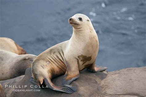 California Sea Lion Photo, Stock Photograph of a California Sea Lion, Zalophus californianus ...