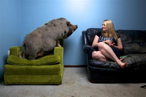 American Mini Pig featured on National Geographic