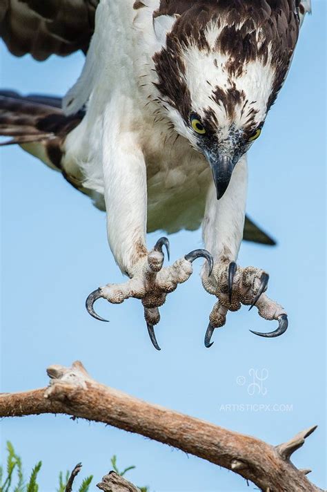 Talons - Osprey | Birds of prey, Animals wild, Pet birds