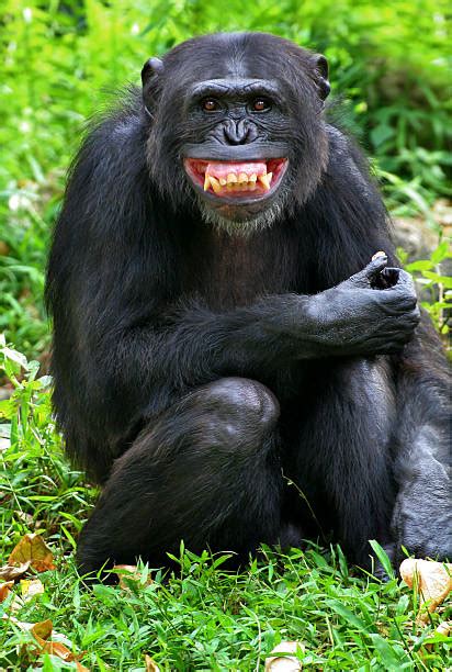 Monkey Teeth Stock Photos, Pictures & Royalty-Free Images - iStock