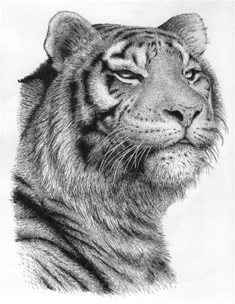 Rens Ink Artwork: Tiger | Original Drawing Pen | Animals Art