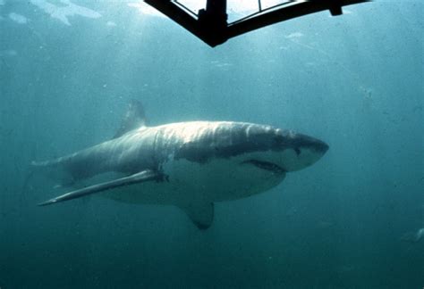 Shark attack in Cornwall: reports of sightings of whitetip shark confirmed | IBTimes UK