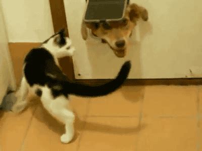 Bestgifs.makeagif.com » The best animated GIFs on the internetThe ...