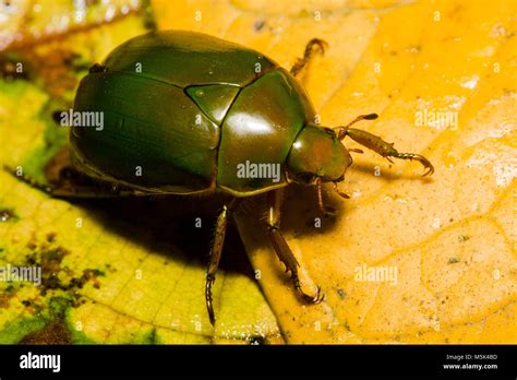 Jewel scarab beetle hi-res stock photography and images - Alamy