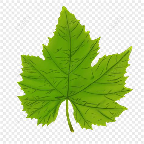 Grape Leaves, Grape Leaves, Leaves, Grapes PNG Transparent Background And Clipart Image For Free ...