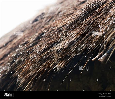 straw roof texture with rain drops Stock Photo - Alamy