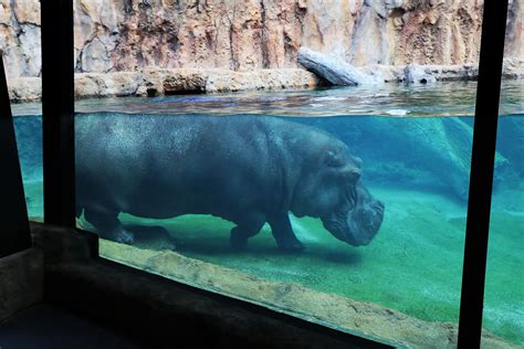 Zoo unveils new hippo habitat featuring large underwater viewing area