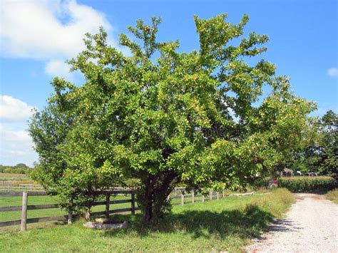 Farm apple tree stock image. Image of bright, harvest, tree - 734137