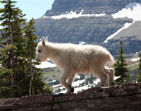 uncommon vision | Baby Mountain Goat -- Glacier