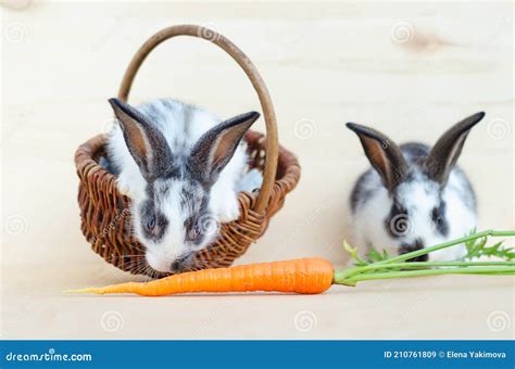 Two Little Baby Rabbit, Bunny Eating Lettuce Leaves and Carrot in the ...