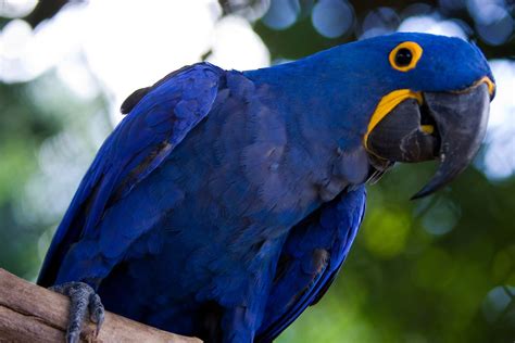 Free Blue Brazilian Macaw - Arara Azul - By F. Weberich Stock Photo ...