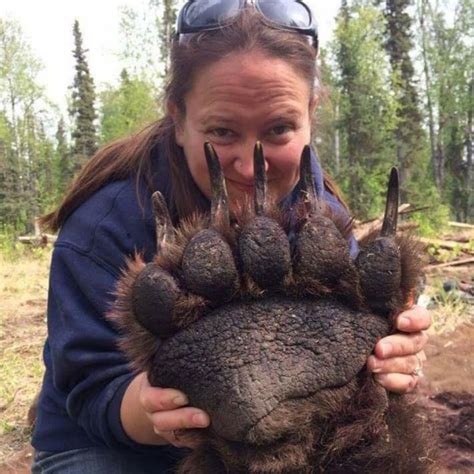 Grizzly bear paw. : r/HumanForScale