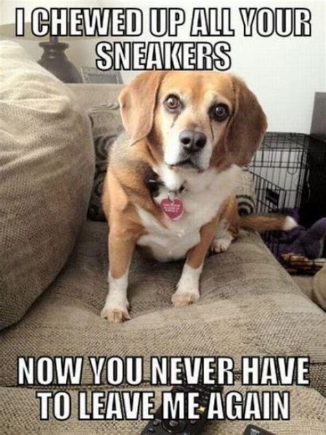 The 31 All Time Best Funny Puppy Pictures With Captions