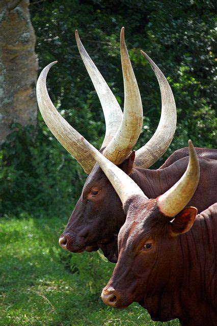 african long horn cattle - caspervandien2018