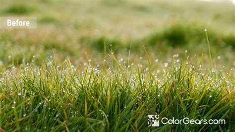 Light Green Pastel I green grass with dew before Qhd Wallpaper, Cool Wallpaper, Green Ground, I ...