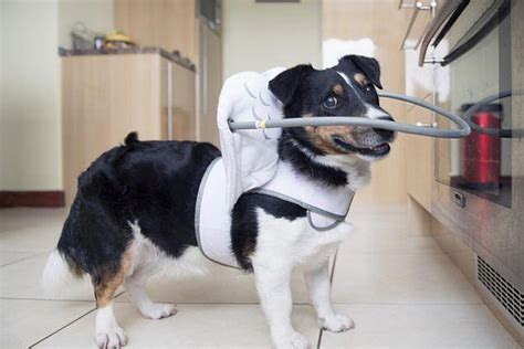 This Angelic Halo Protects Blind Dogs From Bumping Into Things | Bored Panda