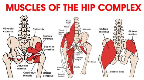 Can Knee Pain Cause Thigh And Hip Pain at Almeda McCollum blog