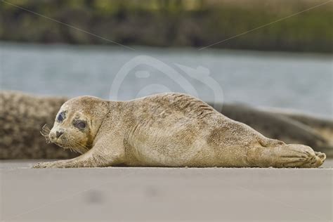 Baby harbor seal on the beach - Nature Stock Photo Agency