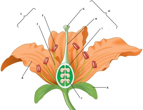 Parts Of A Flower With Diagram