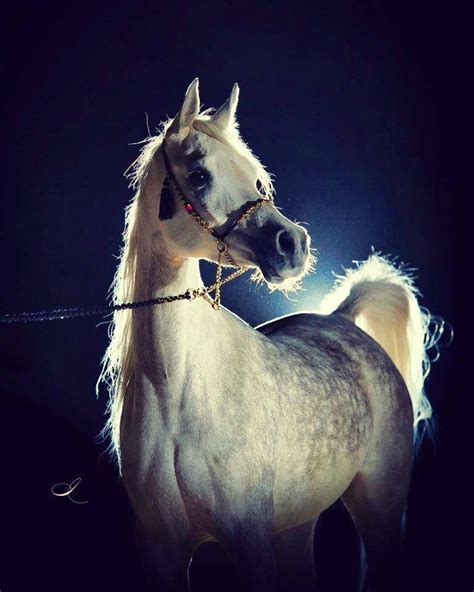 Pin by Kindred on Caballo Arabe | Arabian horse, Show horses, Beautiful arabian horses