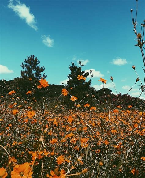 Yellow Flower Aesthetic | ubicaciondepersonas.cdmx.gob.mx