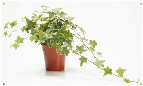 The Basics Of Growing English Ivy Hedera Helix | Ivy plants, English ivy plant, Ivy plant indoor