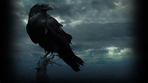 Raven Wallpaper - WallpaperSafari