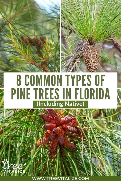 8 Common Types of Pine Trees in Florida (Including Native)