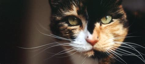 Calico Cat: Types, Breeds, and Personality Traits