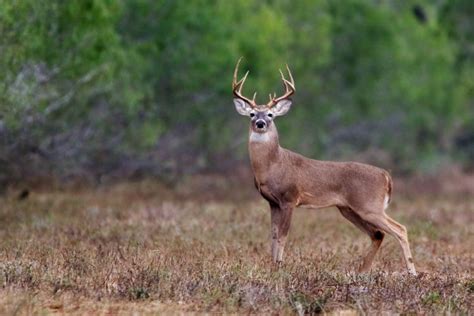 Venado cola blanca, nuestro vínculo con la Tierra - udgtv