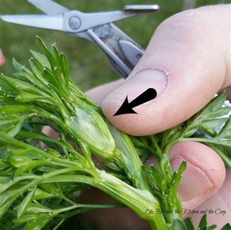 How to Know When to Harvest Cilantro