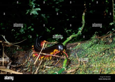 Millipede in its forest floor habitat Stock Photo - Alamy