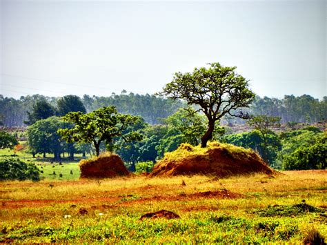 A Visit to Cerrado Brazil | Brol.com